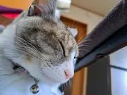 まつおかぱんの画像