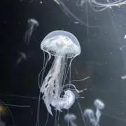 めるの画像