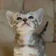 ちゃこの画像
