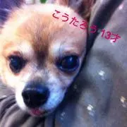 Image of せんちゃん