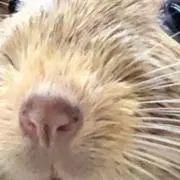 光