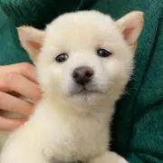 名古屋名物おぐらあん