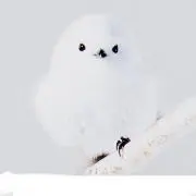 こましゃん　⭐︎プロフ必読⭐︎の画像