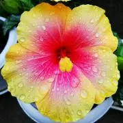 抹茶大福の画像