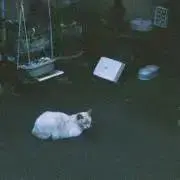 ねこねこの画像