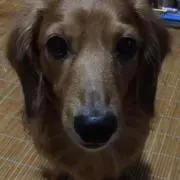 らん