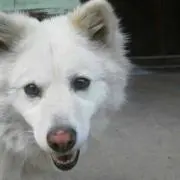 まゆ