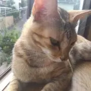 チビッ子やまさんの画像