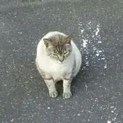 あやたまの画像