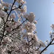 ユキノの画像