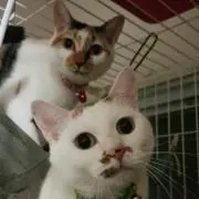 ＳＵＥの画像