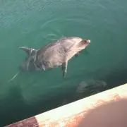 ネクシーガ探してます！