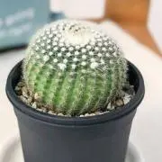 へいほーの画像