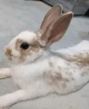 うさぎの画像