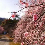 MMの画像