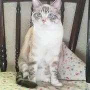 ねこまもりの画像