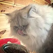 らいおんの画像
