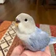 さっちゃん