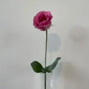 きなこ