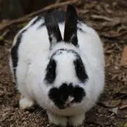 ハレ