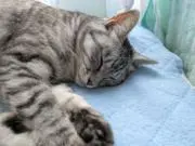 ゆずの画像