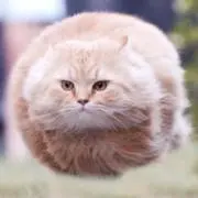 Samの画像