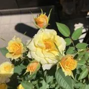 フローラの画像