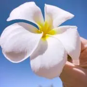 whibasterの画像