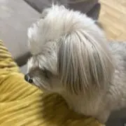 ぽんこ