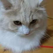 あや