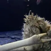 べーさんの画像