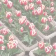 みるくの画像