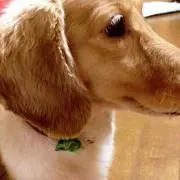 floの画像