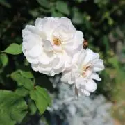 hana＊の画像