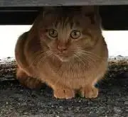 からふるの画像