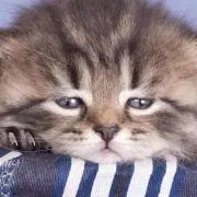 めばもの画像