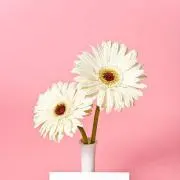‎✿の画像