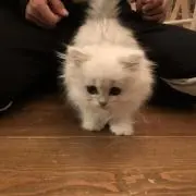 ぱぷろ