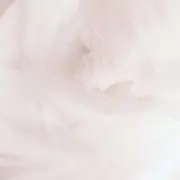 Yの画像