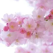 断捨離中✨SAKURA’s storeの画像