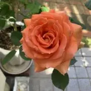 ココの画像
