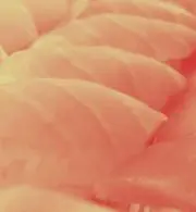 SUSHI抹茶の画像