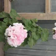 バラの画像