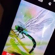 ララの画像