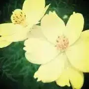 クレナの画像