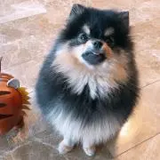 玉犬