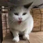 Begemot Catの画像