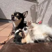 マロの画像