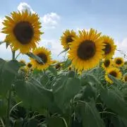 ミクル