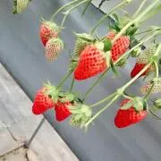 かいと